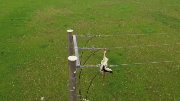 Cadáver Pássaro Morto Pendurado Fios Elétricos Fecho Aéreo — Vídeo de Stock