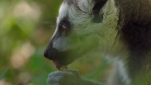 Anillo Cola Lemur Comer Lamer Primer Plano — Vídeos de Stock
