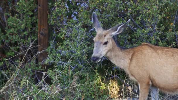 Mule Deer Doe Mănâncă Dintr Tufiş Uită Jur Filmat Munții — Videoclip de stoc