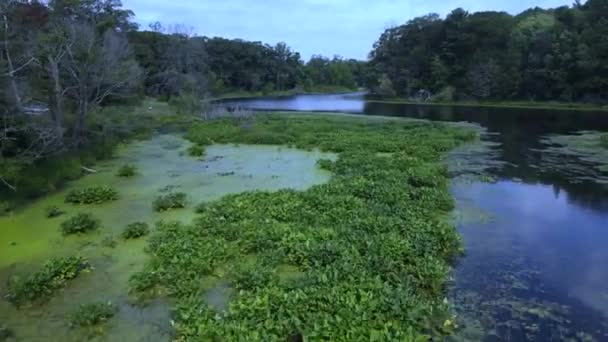 ラグーンの表面で成長しているいくつかの水生植物を見てください オザークスタイルカラー編集 — ストック動画