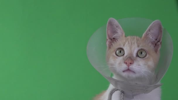 Gatito Con Cono Mascota Una Pantalla Verde — Vídeo de stock