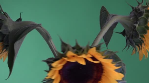 Set Sunflowers Spinning Green Screen — Stock Video