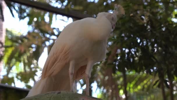 观赏一只罕见的白色孔雀 它具有突发性变异 在鸟类保护区野生动物公园的顶部优雅地睡觉和休息 — 图库视频影像