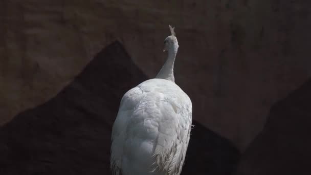 自然の生息地での雄弁性の白い孔雀の肖像 鳥の保護区で発見されたインドの孔雀の色の変異 — ストック動画