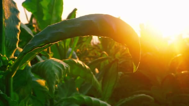 Gros Plan Des Feuilles Vertes Tobacco Plant Contre Lever Soleil — Video