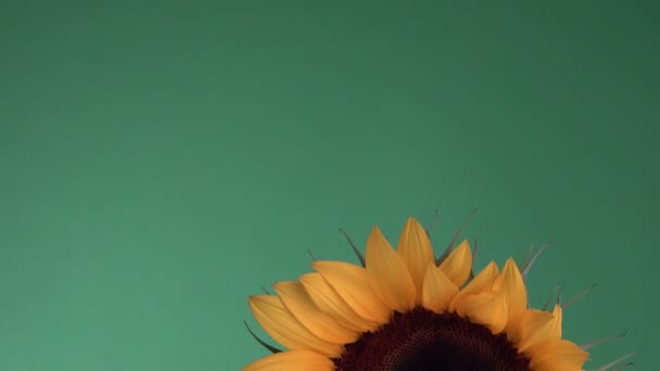 Yellow Giant Sunflower Green Screen — Stock Video