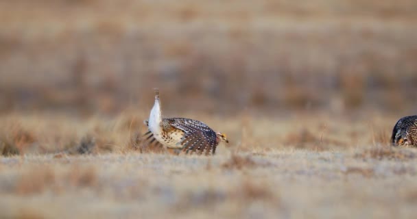 Grouse Mating Ritual Dance Lekking Habitat Inglês Tympanuchus Phasianellus Tiro — Vídeo de Stock