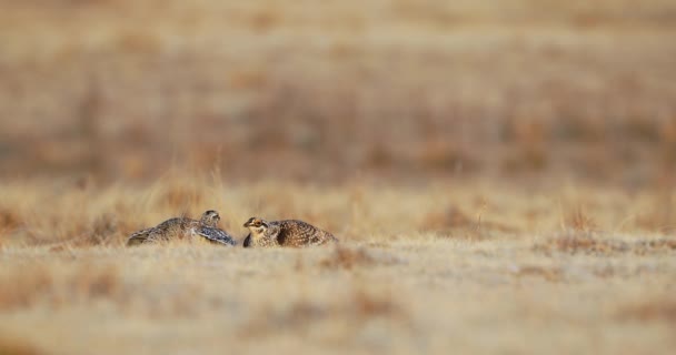 Two Sharp Tailed Grouse Battle Lek Part Mating Ritual — Stock Video