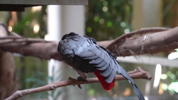 Akıllı Zeki Kongo Afrika Gri Papağanı Ağaç Dalına Tünemiş Psittacus — Stok video