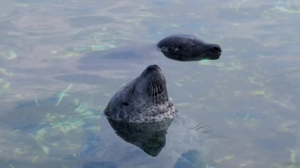 Пара Милых Тюленей Закрытыми Глазами Охлаждающихся Воде Наслаждающихся Солнечным Светом — стоковое видео