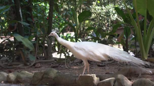 美丽而独特的纯白色孔雀 色彩斑斓 四处游玩 探索其自然环境中的自然栖息地 鸟类保护区野生动物公园 — 图库视频影像