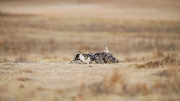 Two Sharp Tailed Grouse Dancing Lek Habitat Saskatchewan Canada Wide — Stock Video