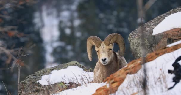 Male Bighorn Sheep Ram Curved Horns Sleeping Rocks Winter Alberta — Vídeos de Stock