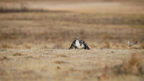 Sharp Tailed Grouse Birds Dancing Lek Saskatchewan Canadá Rastreamento — Vídeo de Stock