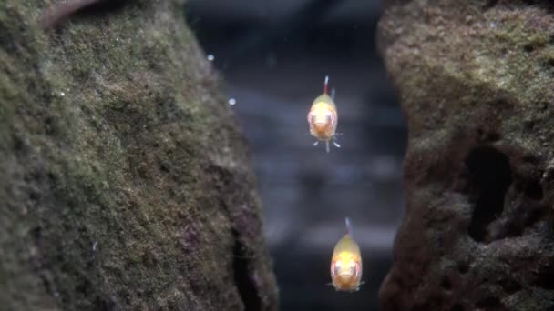 Two Albino Fish Float Underwater Cave — Stock Video