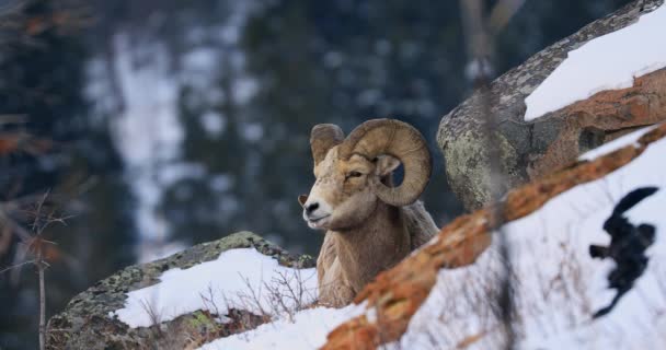 Tiro Frontal Ovelhas Bighorn Adulto Deitado Colina Nevada Lado Rocha — Vídeo de Stock