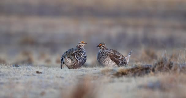 Two Sharptail Grouse Lek Sizing Each Other Saskatchewan Canada — Stock Video