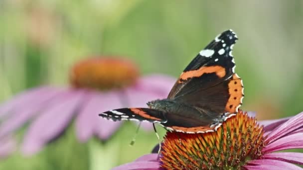 Mariposa Almirante Roja Poliniza Flor Equinácea Shot Enfoque Selectivo — Vídeo de stock