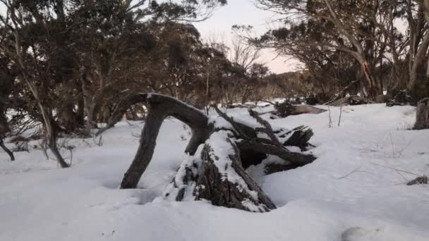 Victoria Avustralya Nın Yüksek Dağlarında Üzerinde Kar Olan Bir Ağaç — Stok video