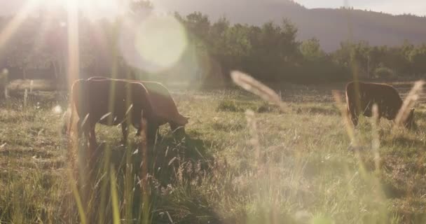 Brown Cows Graze Grassy Fields Sunset — Stock Video