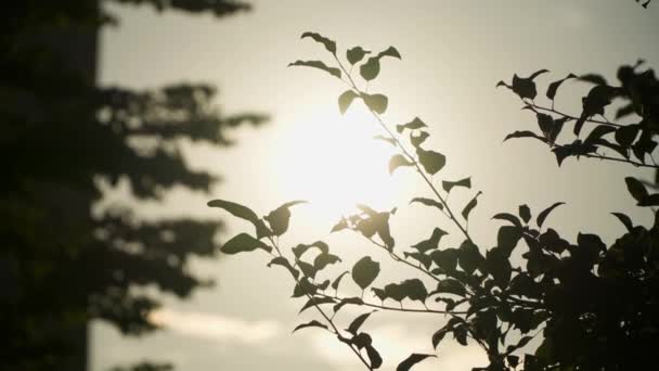 Hojas Silueta Contra Cálido Sol Cielo Durante Puesta Del Sol — Vídeo de stock