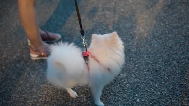 Liebenswerter Pommernhund Der Leine Mit Seinem Besitzer Der Bei Sonnenuntergang — Stockvideo