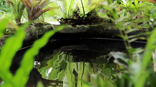 Plant Reflection Rippling Water Pond Surface — Stock Video