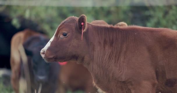 Αργή Κίνηση Μιας Νεαρής Καφέ Αγελάδας Που Στέκεται Στο Χωράφι — Αρχείο Βίντεο
