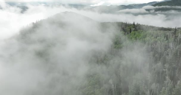 Повітря Низького Туману Звисає Над Гірськими Лісовими Деревами — стокове відео