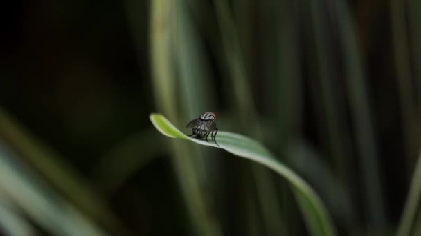 Fly Perch Lily Bamboo Leaf Deep Focus Blurry Background — Stock Video