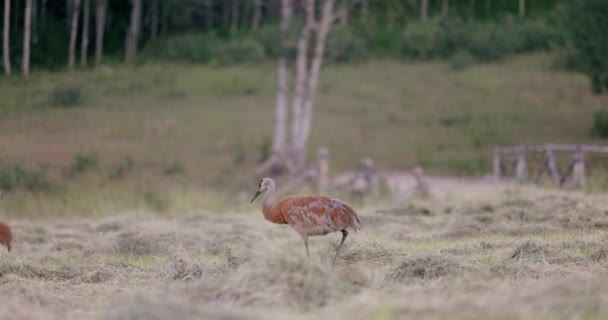Twee Blauwe Rode Sandhill Cranes Lopen Door Vers Gekapt Veld — Stockvideo