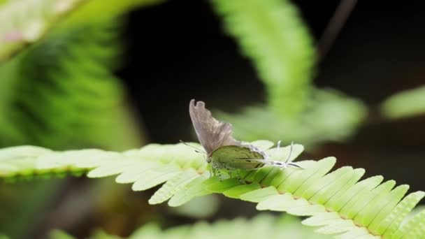 Falena Tajuria Seduta Sulla Foglia — Video Stock