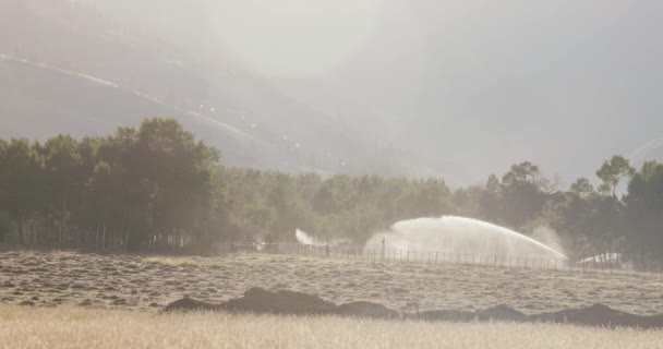 Las Aves Vuelan Través Del Marco Sobre Hierba Pradera Mientras — Vídeo de stock