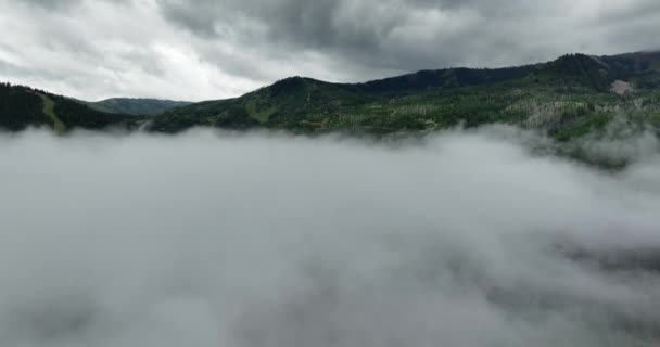 Antena Niebla Baja Colgando Sobre Árboles Montañosos Forestales — Vídeo de stock