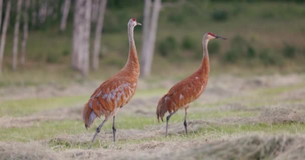 青と赤のサンドヒルクレーンは森の郊外にある背の高い草原の草を歩く — ストック動画