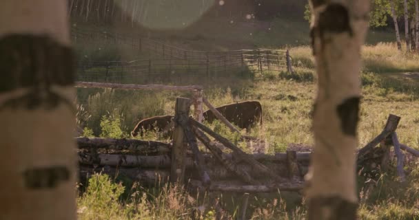 Vacas Marrones Pastan Campos Hierba Atardecer Cámara Lenta — Vídeos de Stock