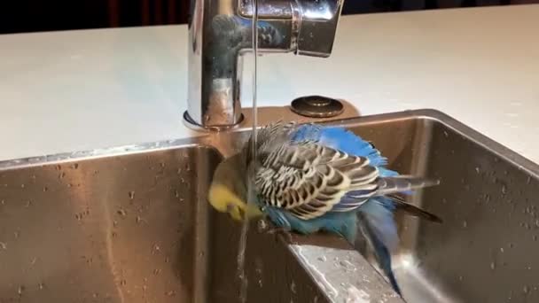 Engraçado Manso Pet Budgie Toma Banho Sob Torneira Cozinha Limpando — Vídeo de Stock