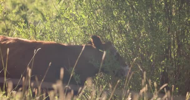 黄昏时分 一头棕色的奶牛缓缓地在草场的灌木上吃草 — 图库视频影像