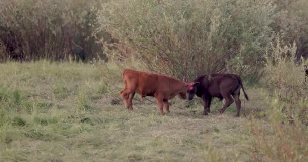 Genç Kahverengi Inek Birbirlerini Kovalıyor Tarlada Oynuyorlar — Stok video
