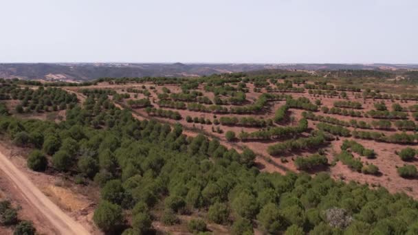 Voe Sobre Vasta Plantação Sobreiros Alentejo Portugal Durante Dia Ensolarado — Vídeo de Stock