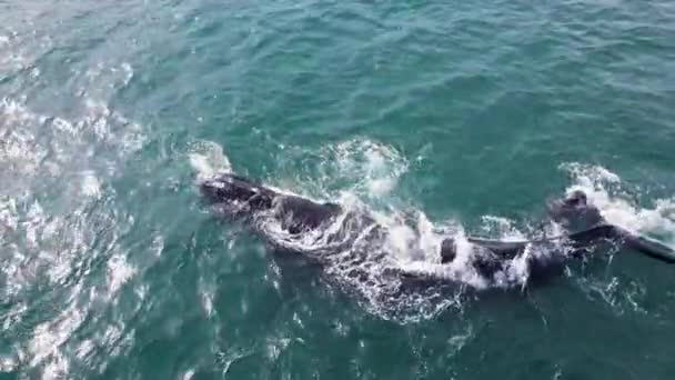 Ballena Franca Del Sur Con Ternero Jubiloso Las Aguas Costeras — Vídeo de stock