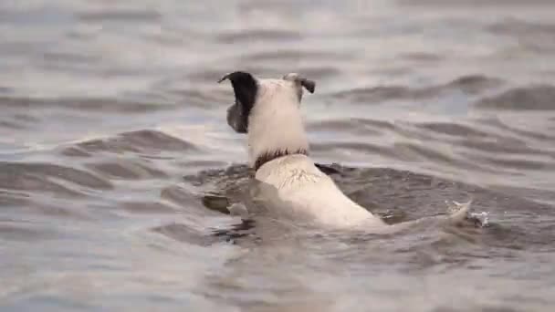 Jack Russell Terrier Nadando Muito Rápido Superfície Superficial Água Tiro — Vídeo de Stock