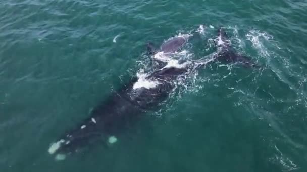 Hermanus沿岸の海で生まれたばかりの子牛と右のクジラ ドローンビュー — ストック動画