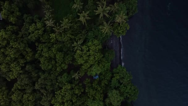 熱帯の海岸線に沿った緑の森の上空からの眺め — ストック動画