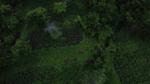 Εναέρια Άποψη Πράσινο Τροπικό Δάσος Ζούγκλα Μπαλί Ινδονησία — Αρχείο Βίντεο