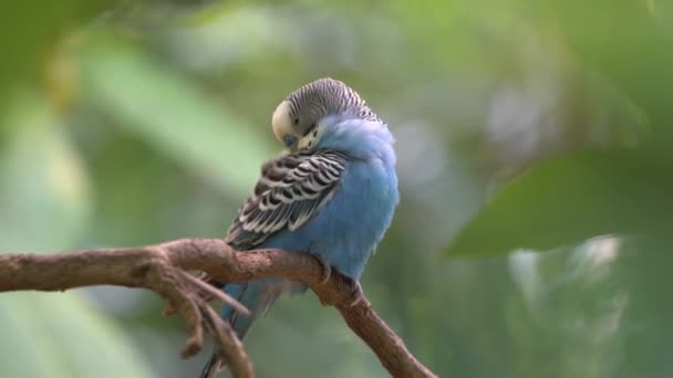 Živý Modrý Budgerigar Melopsittacus Undulatus Zpevňující Upravující Své Krásné Peří — Stock video