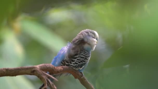 Vahşi Muhabbet Kuşları Melopsittacus Undulatus Preening Tımar Onun Güzel Mavi — Stok video