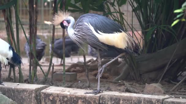 Śpiący Szary Żuraw Koronowany Psittacus Erithacus Puch Piórach Wdziękiem Stojący — Wideo stockowe