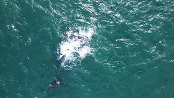 Ballena Con Aletas Deformadas Espalda Acurruca Amorosamente Por Pantorrilla Drone — Vídeo de stock