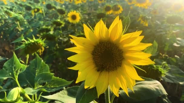 Eine Biene Saugt Nektar Aus Einer Sonnenblume Nahaufnahme Mit Der — Stockvideo